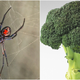 Illustration for article titled Black widow spider adopted after being found in broccoli